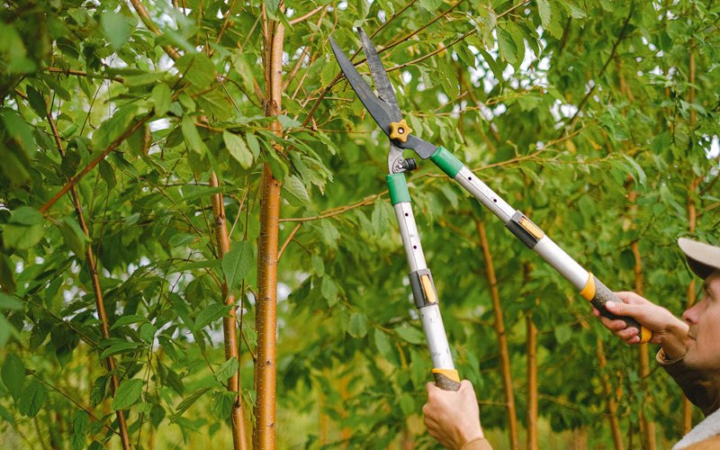 Tree trimming in Vining, MN