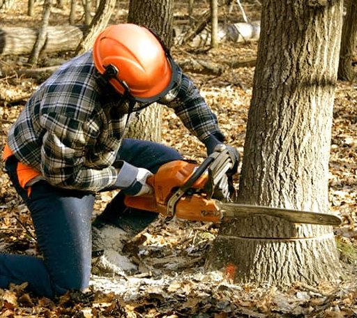Tree Removal in Vining, MN